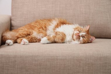 Evdeki gri kanepede yatan komik tüylü kedi.