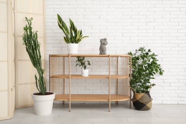 Ev bitkileri, raf ünitesi ve beyaz duvarın yanında dekorasyonu olan büyük kaktüsler.