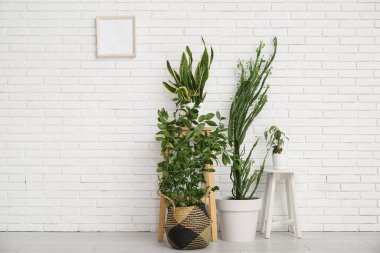 Büyük kaktüslü ev bitkileri ve beyaz tuğla duvarın yanındaki tabureler.