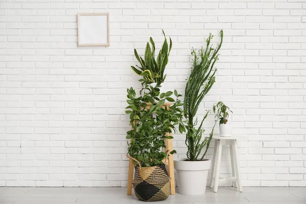 Büyük kaktüslü ev bitkileri ve beyaz tuğla duvarın yanındaki tabureler.