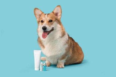 Mavi arka planda oturan parmak diş fırçası ve diş macunuyla şirin Corgi köpeği.