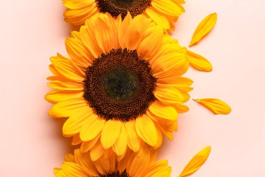 Pembe arka planda güzel ayçiçekleri ve taç yaprakları