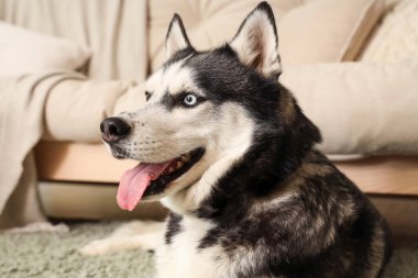 Oturma odasında halıya uzanmış şirin Husky köpeği, yakın plan.