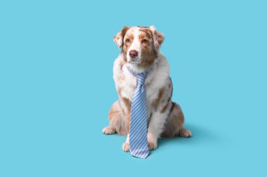 Mavi arka planda kravatı olan sevimli bir Avustralya çoban köpeği.