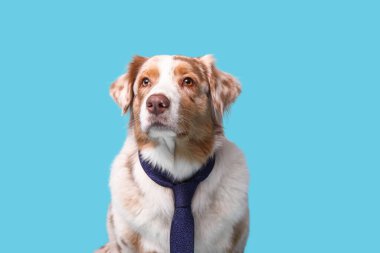 Mavi arka planda kravatlı şirin Avustralyalı çoban köpeği