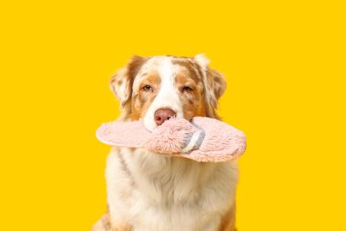 Sarı arka planda terlik tutan komik Avustralyalı çoban köpeği