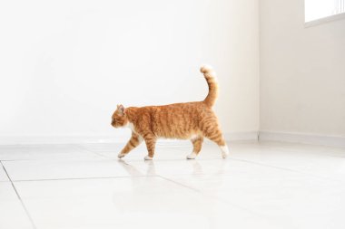 Işık odasında sevimli kırmızı kedi