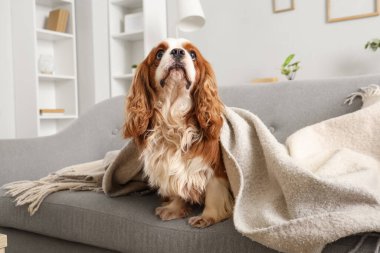 Sevimli şövalye Kral Charles spaniel battaniyesiyle evdeki kanepede uzanıyor.