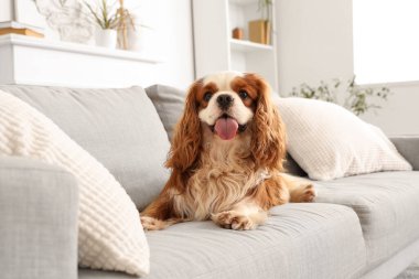 Sevimli şövalye Kral Charles Spaniel evdeki kanepede oturuyor.