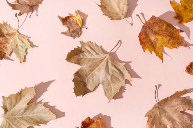 Renk arkaplanında kurumuş akçaağaç yaprakları olan kompozisyon