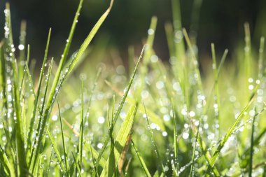 Güneşli yaz gününde çiğ taneli güzel yeşil çimlerin yakın görüntüsü