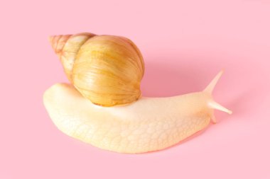 Pembe arka planda dev Achatina salyangozu