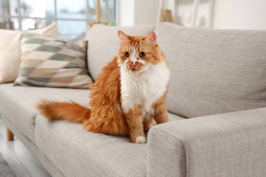 Odadaki kanepede oturan sevimli tüylü kedi.