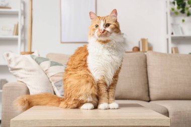 Evdeki masada oturan sevimli tüylü kedi.