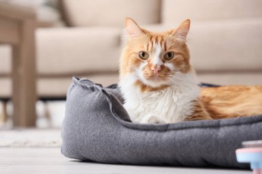 Evcil hayvan yatağındaki sevimli tüylü kedi.