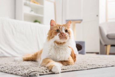 Şirin tüylü kedi halıda yatıyor.