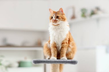 Şirin pofuduk kedi evde tırmalama direğinde oturuyor.