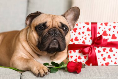 Evdeki kanepede gül ve hediye kutusuyla duran sevimli Fransız bulldog 'u. Sevgililer Günü kutlaması