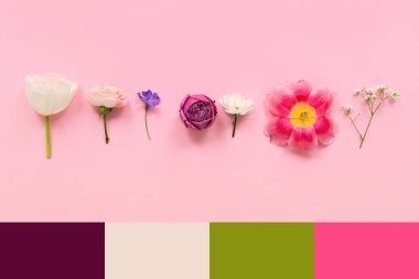 Pembe arka planda farklı taze çiçekler. Farklı renk desenleri