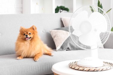 Oturma odasındaki kanepede elektrikli vantilatörlü şirin Pomeranya salyası.