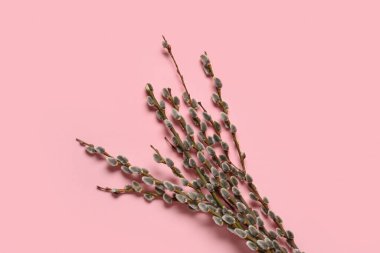 Pussy willow branches on pink background. Easter celebration