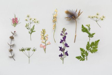 Açık arkaplanda kurumuş çiçekler, üst görünüm