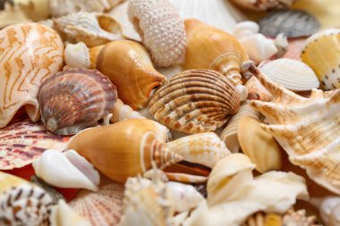 Arkaplan olarak birçok farklı deniz kabuğu