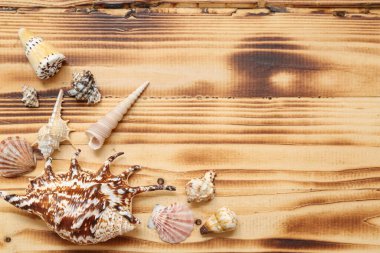 Ahşap arka planda birçok farklı deniz kabuğu