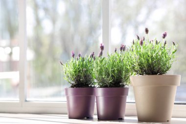 Evde pencere eşiğinde lavanta çiçekleri olan tencereler.