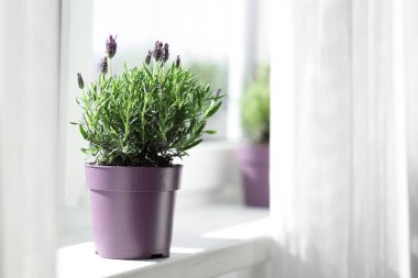 Evdeki tülün yanındaki pencere pervazında lavanta çiçekleri olan tencere.