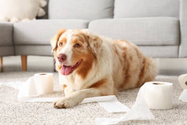 Evde tuvalet kağıdıyla oynayan yaramaz köpek.