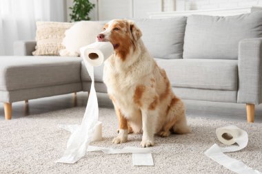 Evde tuvalet kağıdıyla oynayan yaramaz köpek.