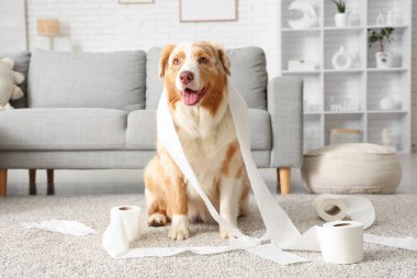 Evde tuvalet kağıdıyla oynayan yaramaz köpek.