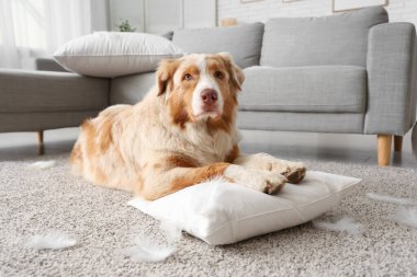 Yaramaz köpek evde yastıkla oynuyor.