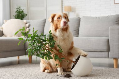 Yaramaz köpek evde otla oynuyor.