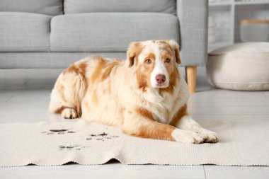 Evdeki halıda pençe izleri olan yaramaz köpek.