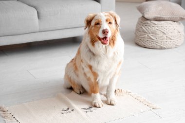 Evdeki halıda pençe izleri olan yaramaz köpek.