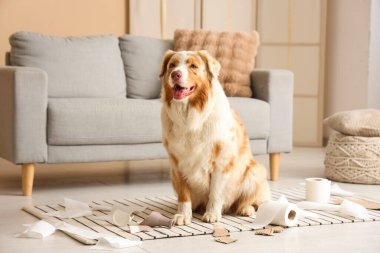 Yaramaz köpek evde oyun oynuyor.