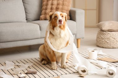 Yaramaz köpek evde oyun oynuyor.