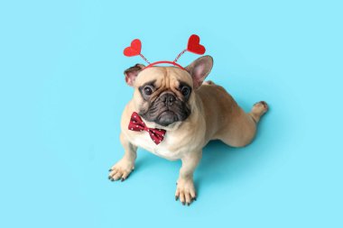 Mavi arka planda kalpleri olan saç bantlı sevimli Fransız bulldog 'u. Sevgililer Günü kutlaması