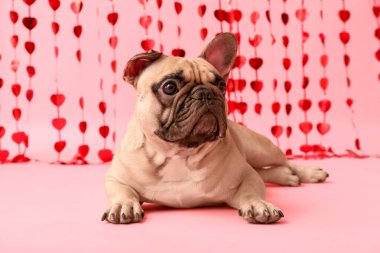 Pembe arka planda kalp perdesi olan sevimli Fransız bulldog 'u. Sevgililer Günü kutlaması