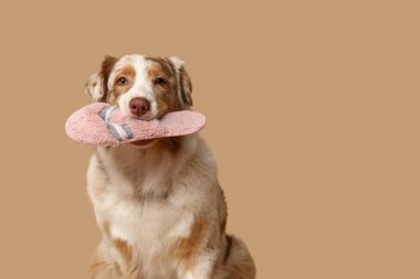 Tatlı Avustralya çoban köpeği bej arka planda terlik tutuyor.