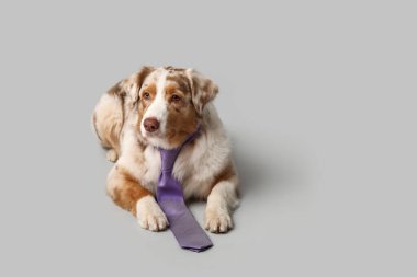 Gri arka planda uzanan kravatlı sevimli Avustralya çoban köpeği.