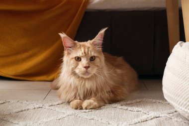 Maine Rakunu yatak odasında halıda yatıyor.