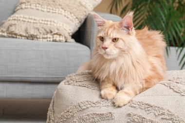 Tatlı Maine Rakunu kedisi oturma odasında pouf üzerinde yatıyor.