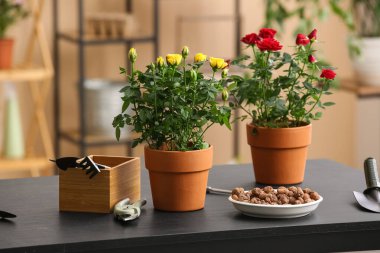 Evdeki masada bahçe aletleri olan güzel güller. Yakın çekim.