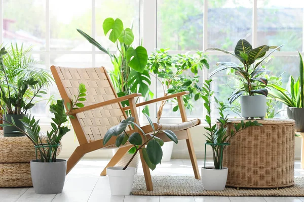 Hasır sehpası ve pencerenin yanındaki şık koltuğu olan farklı bitkiler.