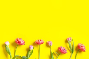 Sarı arka planda güzel pembe lale çiçekleri olan kompozisyon