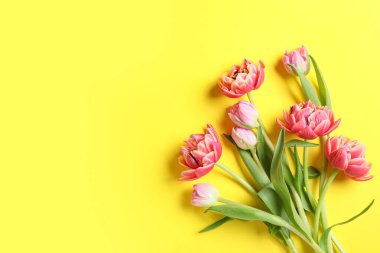 Sarı arka planda güzel pembe lale çiçekleri olan kompozisyon