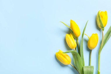Mavi arka planda sarı lale çiçekleri.